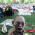 How to Get and Keep Children Interested in Concert Music - Live Music | Gollum experiencing live music at Ravinia Festival