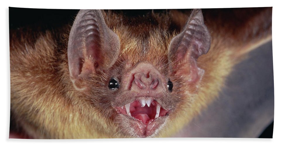 A bat. How . . . lovely