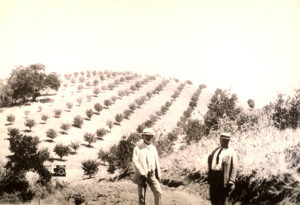 Paderewski (center) in his orchards, ca. 1915